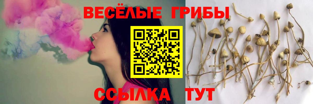 Псилоцибиновые грибы ЛСД  даркнет сайт  Псилоцибиновые грибы прущие грибы  Новосибирск  Вход с VPN 
